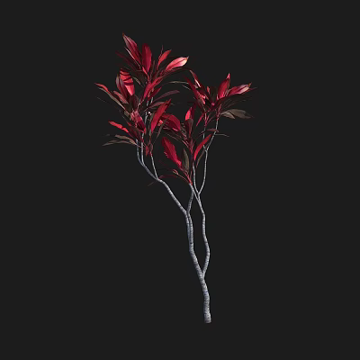 Vibrant Red Leaf Shrub With Slender Branches Against Black Background 3d model