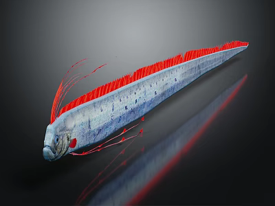 Long Gray Fish with Red Dorsal Fin and Whisker like Head on Dark Reflective Background 3d model