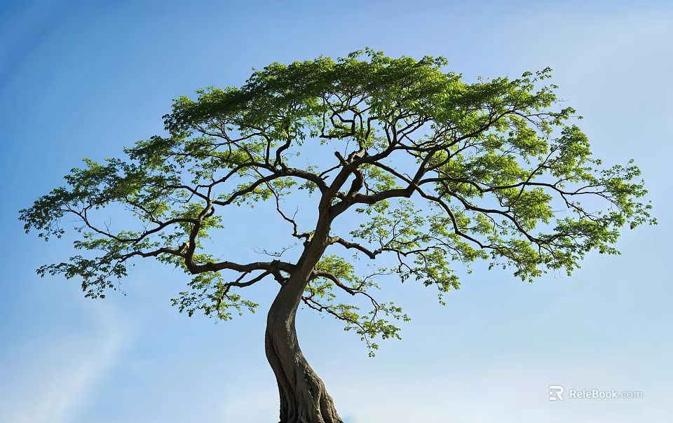 Large Curved Trunk Tree With Dense Green Foliage Under Clear Blue Sky 3d model 