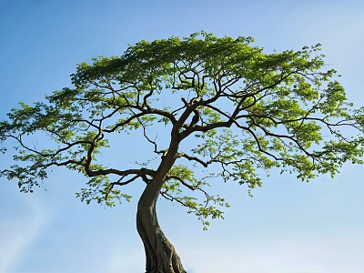 Large Curved Trunk Tree With Dense Green Foliage Under Clear Blue Sky 3d model