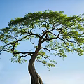 Large Curved Trunk Tree With Dense Green Foliage Under Clear Blue Sky