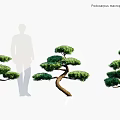 Podocarpus Macrophyllus Yew Evergreen Trees With Lush Foliage And Natural Growth Forms