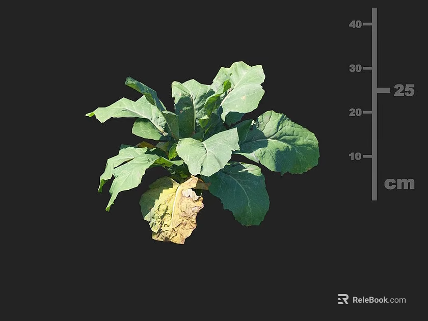 Healthy Leafy Vegetable Crop Showing 25 Cm Height With Green Leaf Growth 3d model 