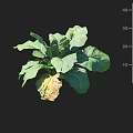 Healthy Leafy Vegetable Crop Showing 25 Cm Height With Green Leaf Growth