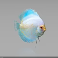 Colorful Discus Fish With White Body Blue Fins Red Eyes And Reflection On Dark Background
