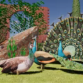 Peacocks Displaying Feathers in Grass with Red Brick Arch Green Plants and Rocks