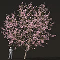 Cherry Blossom Tree with Pink Flowers and Person Taking Photos Underneath