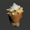 Colorful Spiky Conch Shell With Yellow White Hue On Dark Background