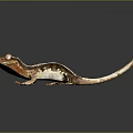 Lizard Anime Lizard Cartoon Lizard Reptile Cold Blooded Animal Reptile 3d model