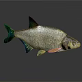 Silver Fish with Shiny Scales Green Fins on Dark Reflective Background
