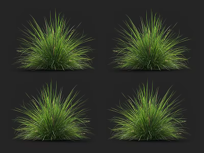 Lush Green Decorative Grass Plants in Four Clumps Isolated on Black Background for Landscaping 3d model