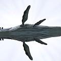 Modern whale biomechanics whale animation 3d model