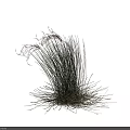 Natural Green Grass With Red Plume Flowers On White Background