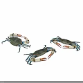 Three Colorful Reptiles Displaying Blue Appendages And Orange Claws On White Surface