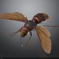 Red And Black Wasp With Transparent Wings Head Compound Eyes Antennae Legs On Dark Background
