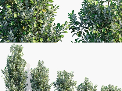 Modern Thick-leaf Haitong Thick-leaf Haitong Shrub Plant 3d model