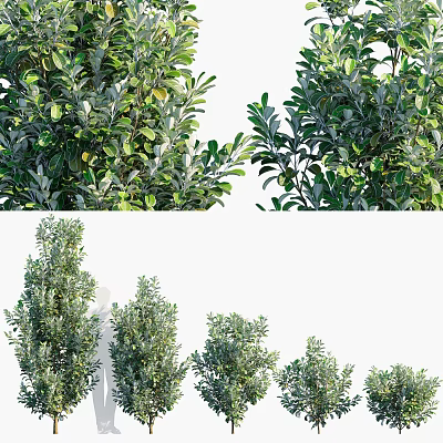Evergreen Shrubs With Dense Foliage And Various Heights For Garden Landscape Design 3d model