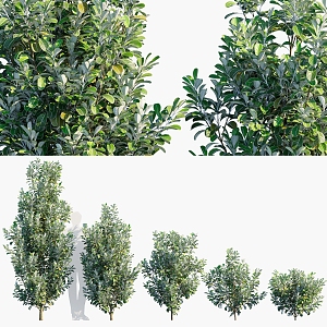 Modern Thick-leaf Haitong Thick-leaf Haitong Shrub Plant 3d model