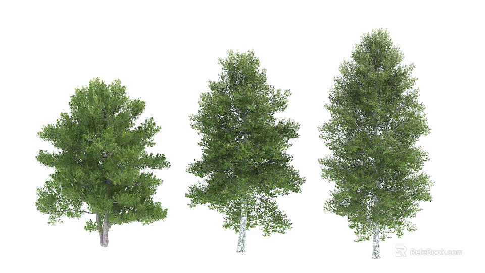 Three Lush Green Arbor Trees With White Trunks And Dense Foliage 3d model 