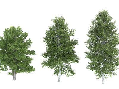 Three Lush Green Arbor Trees With White Trunks And Dense Foliage 3d model