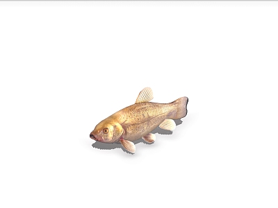 fish marine fish ornamental fish marine life model