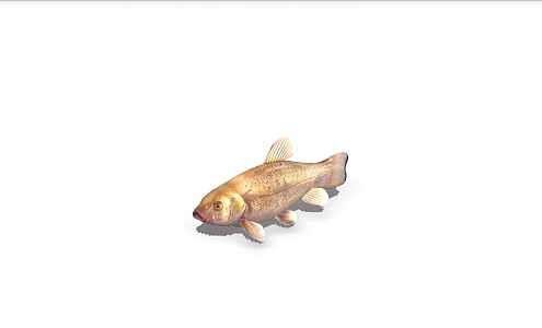 fish marine fish ornamental fish marine life 3d model