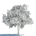 Tall Arbor With Lush Green Foliage And Sturdy Trunk In Natural Environment