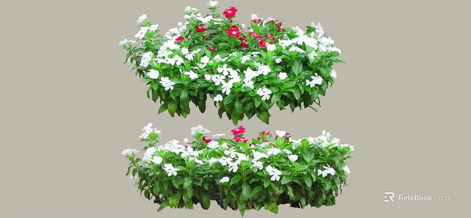 Stunning White And Red Flowers With Lush Green Leaves In Garden 3d model 