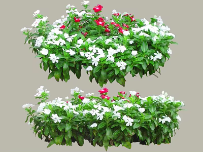 Stunning White And Red Flowers With Lush Green Leaves In Garden 3d model
