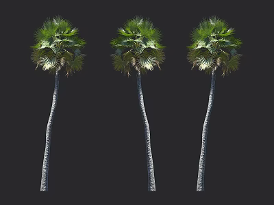 Three Tall Palm Trees With Slender Trunks And Lush Green Fronds 3d model