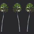 Three Tall Palm Trees With Slender Trunks And Lush Green Fronds