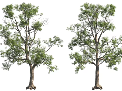 Natural Trees With Lush Green Leaves And Thick Trunks On White Background 3d model