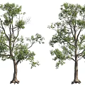 Natural Trees With Lush Green Leaves And Thick Trunks On White Background