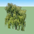 Two Graceful Willow Trees With Lush Green Leaves And Hanging Branches