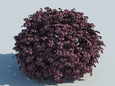 Round Shaped Bush With Deep Purple Leaves And Lush Dense Foliage 3d model
