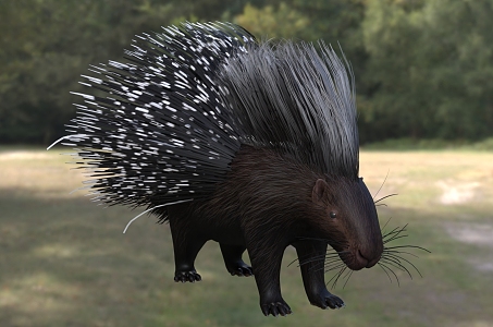 Cape Porcupine South African Porcupine Animal 3d model