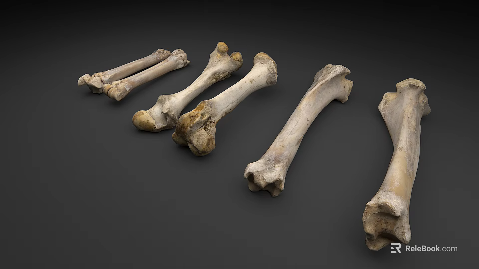 Orthopedic Medical Devices For Bone Anatomical Study And Surgical Training Tools 3d model 