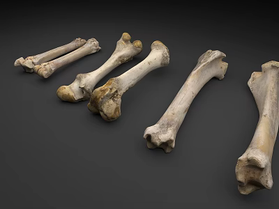 Orthopedic Medical Devices For Bone Anatomical Study And Surgical Training Tools 3d model