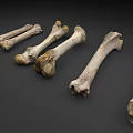 Orthopedic Medical Devices For Bone Anatomical Study And Surgical Training Tools