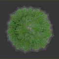 Green Potted Pine Tree on Black Tabletop With White Base Against Gray Background 3d model