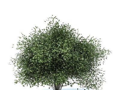 Modern Trees model