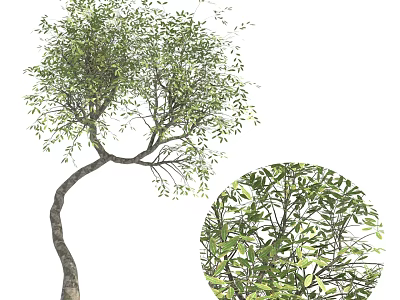Lush Green Arbor With Curved Trunk And Dense Foliage Details For Landscaping 3d model