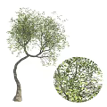 Lush Green Arbor With Curved Trunk And Dense Foliage Details For Landscaping