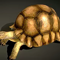 Tortoise 3d model