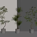 Three Potted Bonsai Trees With Varied Foliage In Gray Planters For Indoor Decor