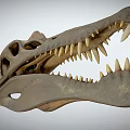 Well Preserved Dinosaur Skull Of Prehistoric Reptile With Sharp Teeth And Bone Structure