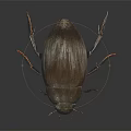 Close Up Detailed Dark Beetle With Shiny Exoskeleton Red Legs And Antennae