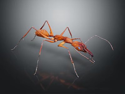 Shiny Red Ant With Long Legs Antennae And Mandibles On Dark Background With Reflection 3d model