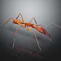 Shiny Red Ant With Long Legs Antennae And Mandibles On Dark Background With Reflection