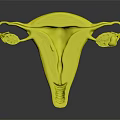 Detailed Anatomical Structure of Female Reproductive System Including Uterus Fallopian Tubes and Ovaries